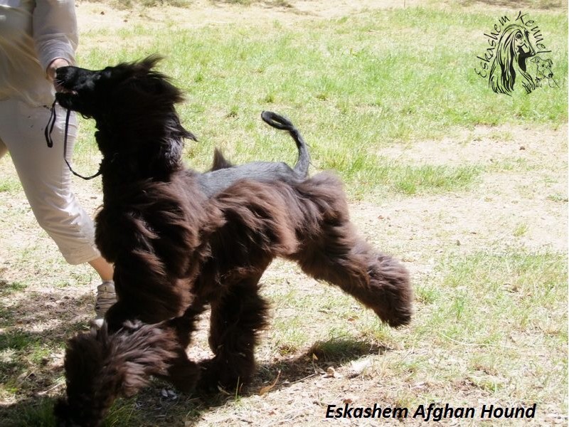 eskashem afghan dog