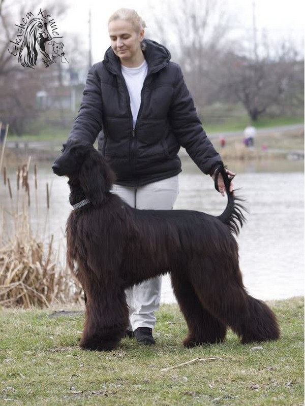 eskashem afghan dog