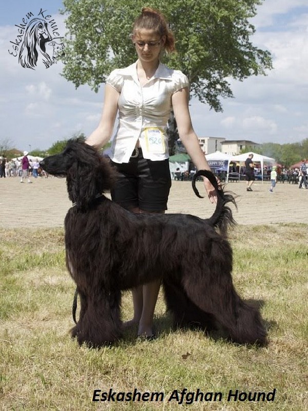 eskashem afghan dog