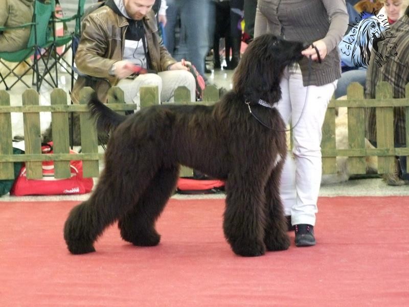 eskashem afghan dog