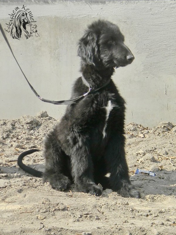 eskashem afghan dog