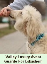 Eskashem Afghan hound