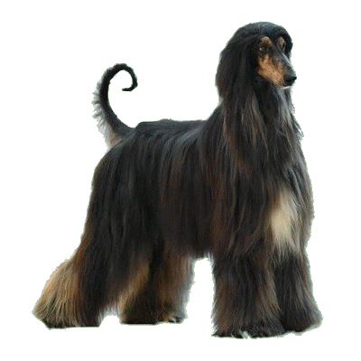 eskashem afghan hound
