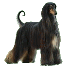 eskashem afghan hound