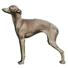 eskashem italian greyhound