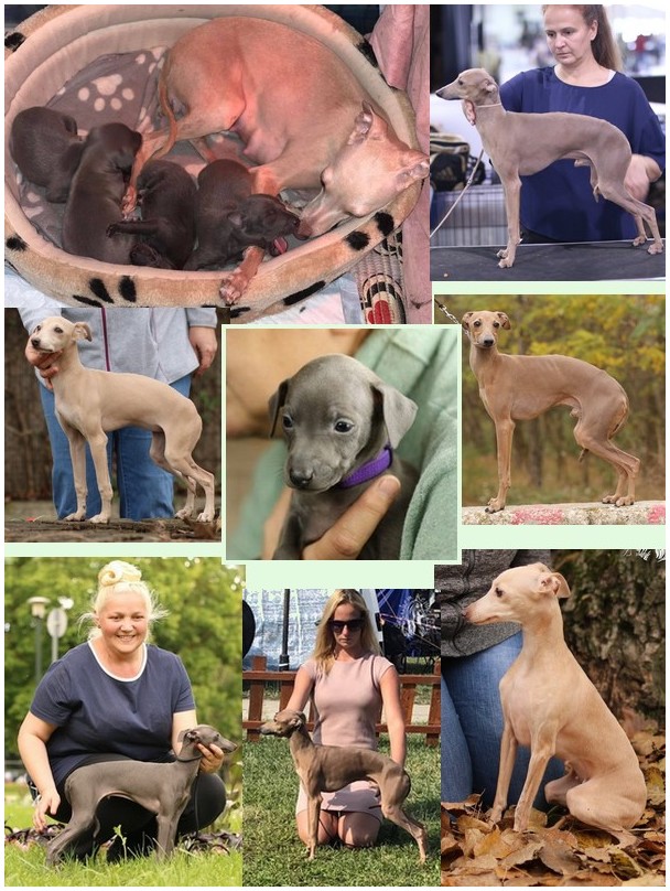 eskashem italian greyhound