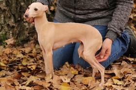 Eskashem kennel italian greyhound