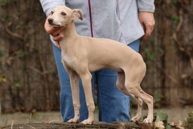 Eskashem kennel italian greyhound