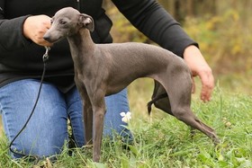 Eskashem kennel italian greyhound