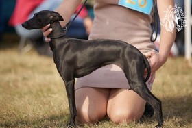Eskashem kennel italian greyhound