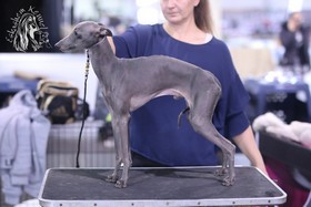 Eskashem kennel italian greyhound