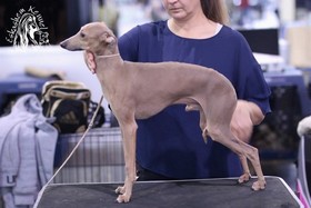 Eskashem kennel italian greyhound