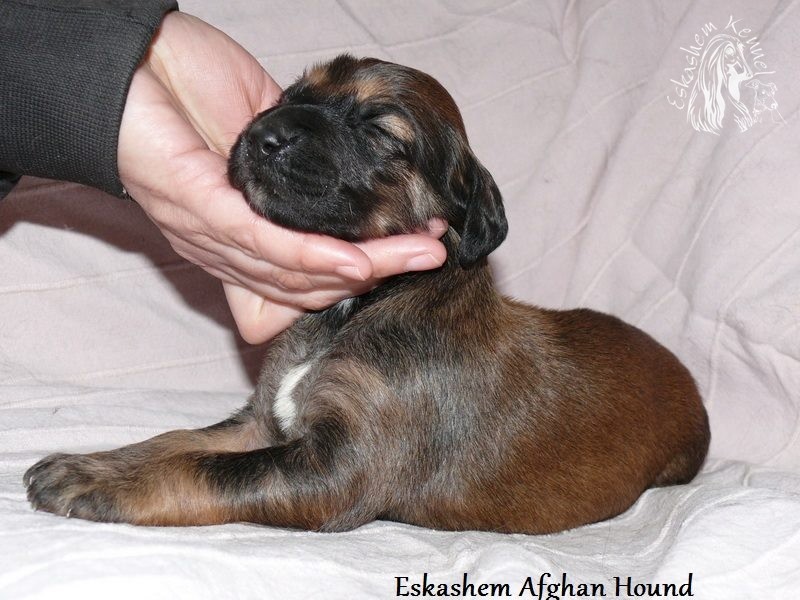 Eskashem Afgan hound