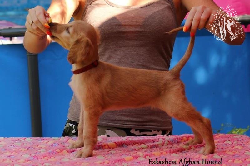 Eskashem Afghan litter