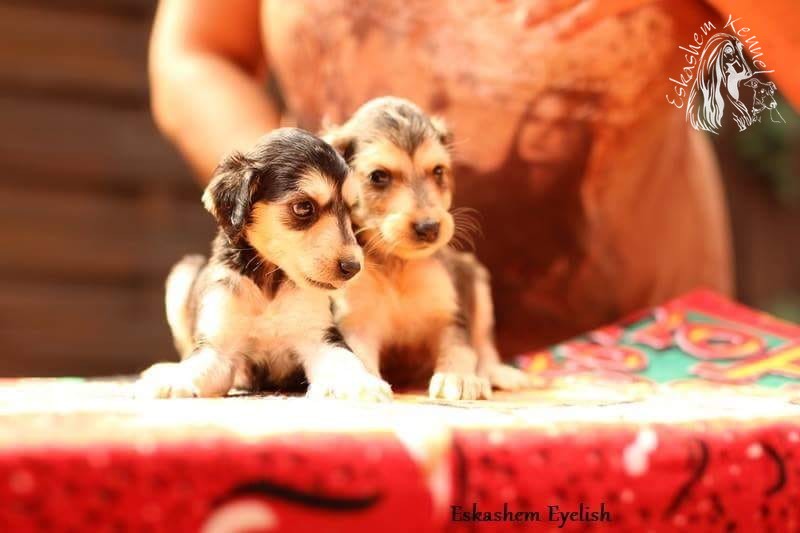 Eskashem Afghan litter