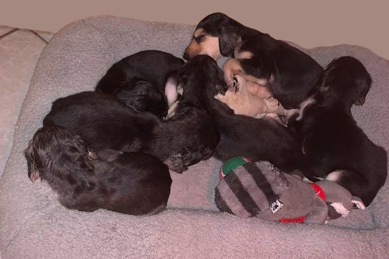 Eskashem Afghan litter