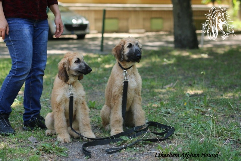 Eskashem Afgan hound