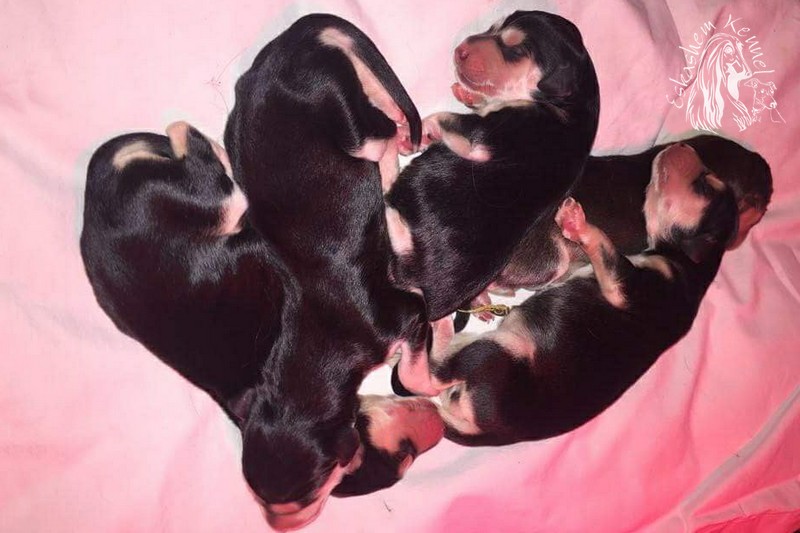 Eskashem Afghan litter